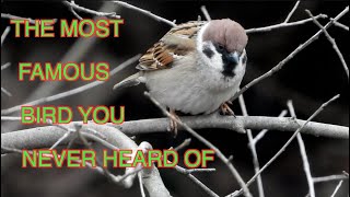 Eurasian Tree Sparrows in the States [NARRATED]