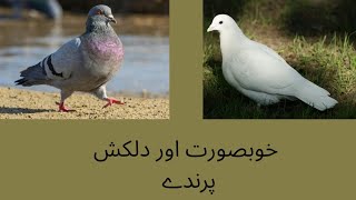 Beautiful birds in Pakistan  screenshot 4