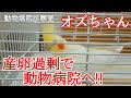 オズちゃん産卵過剰で動物病院へ行く!!まさかの・・・!?