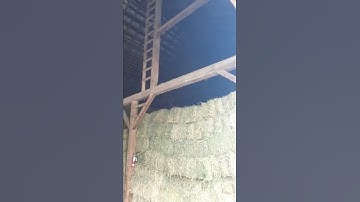 #shorts #farming Stacking Hay in the Barn