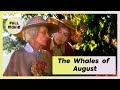 The whales of august  english full movie  drama