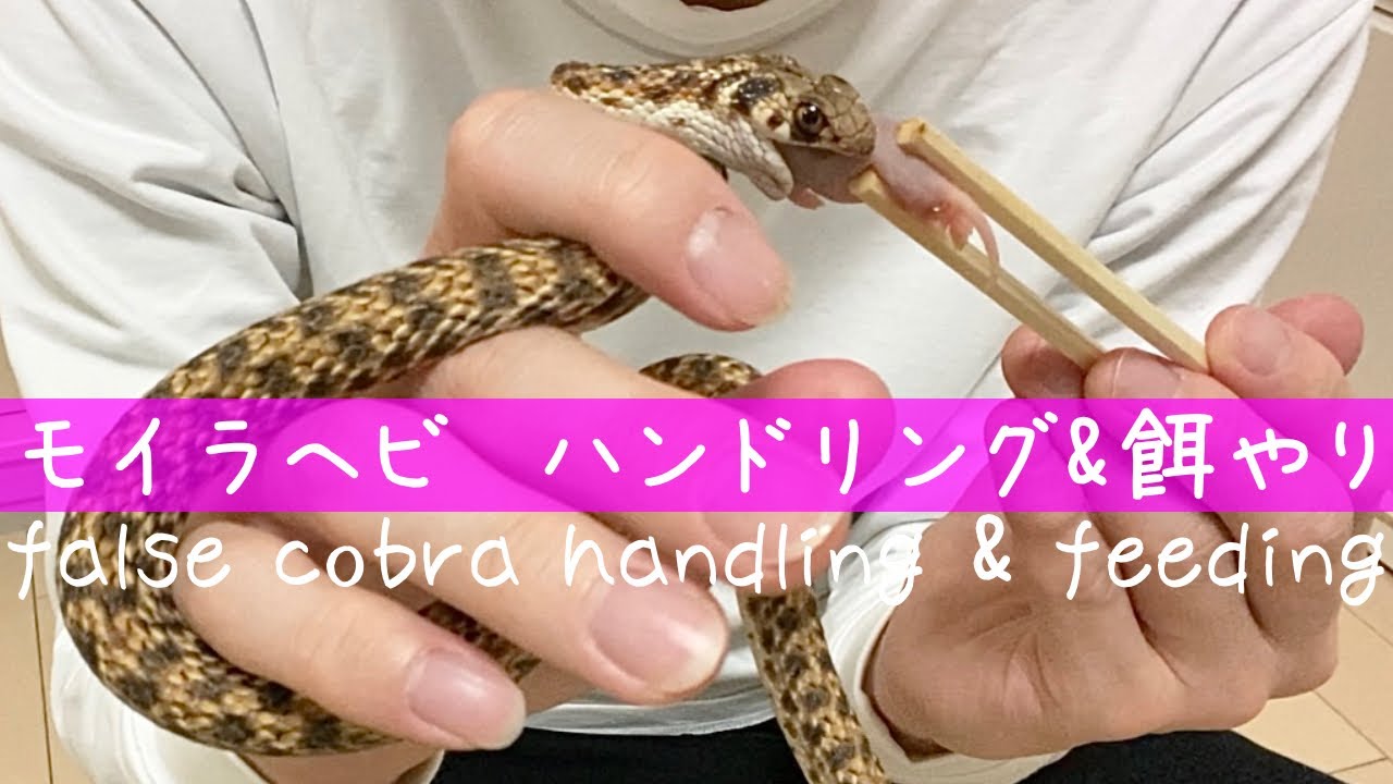モイラヘビ をハンドリング 餌やり 捕食 9 毒蛇飼育 False Cobra Snake Handling Feeding Youtube