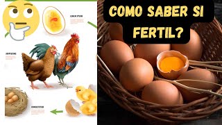 Como saber si los huevos son fértiles o si están en buenas condiciones para comer.