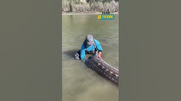 Sửng sốt trước người đàn ông câu được thủy quái không lồ nặng gần 250kg #Y1News