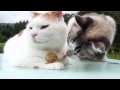 のせ猫 x かたつむりとクロ　Snail and cats