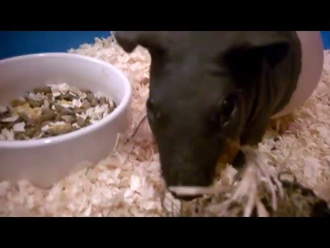 Wideo: Jak Zrobić Hamak Dla świnki Morskiej