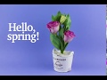 Hello, spring! | Stop motion animation