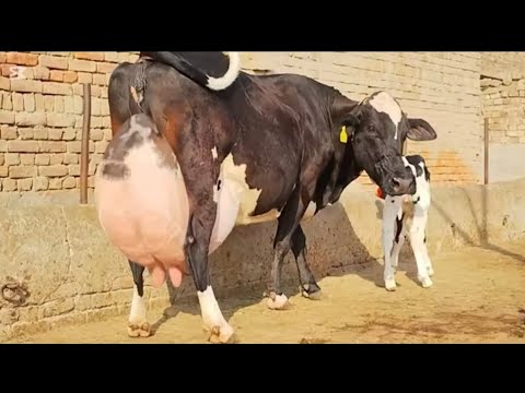 Frzian Cholstani Cross Cow for sale (03005104051) YouTube. 21-5-2026