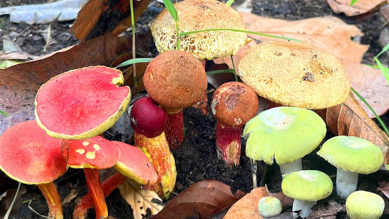 เก็บเห็ดผึ้งแดง,ผึ้งรวม เห็ดตะไคเห็ดปลวกฟานดอกงามๆ หมานเต็มต่าคือเก่า