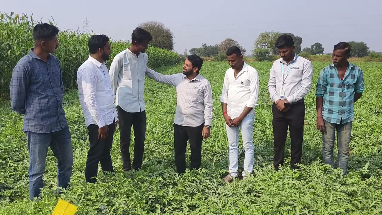 सर्व लोक म्हणले प्लॉट काढा 35 दिवस काय च वाढ नव्हते? आज प्लॉट यशस्वी झाला बोरगावे टेक्नॉलॉजी ची साथ.