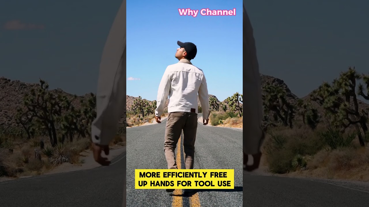 Why do humans walk on two legs? 