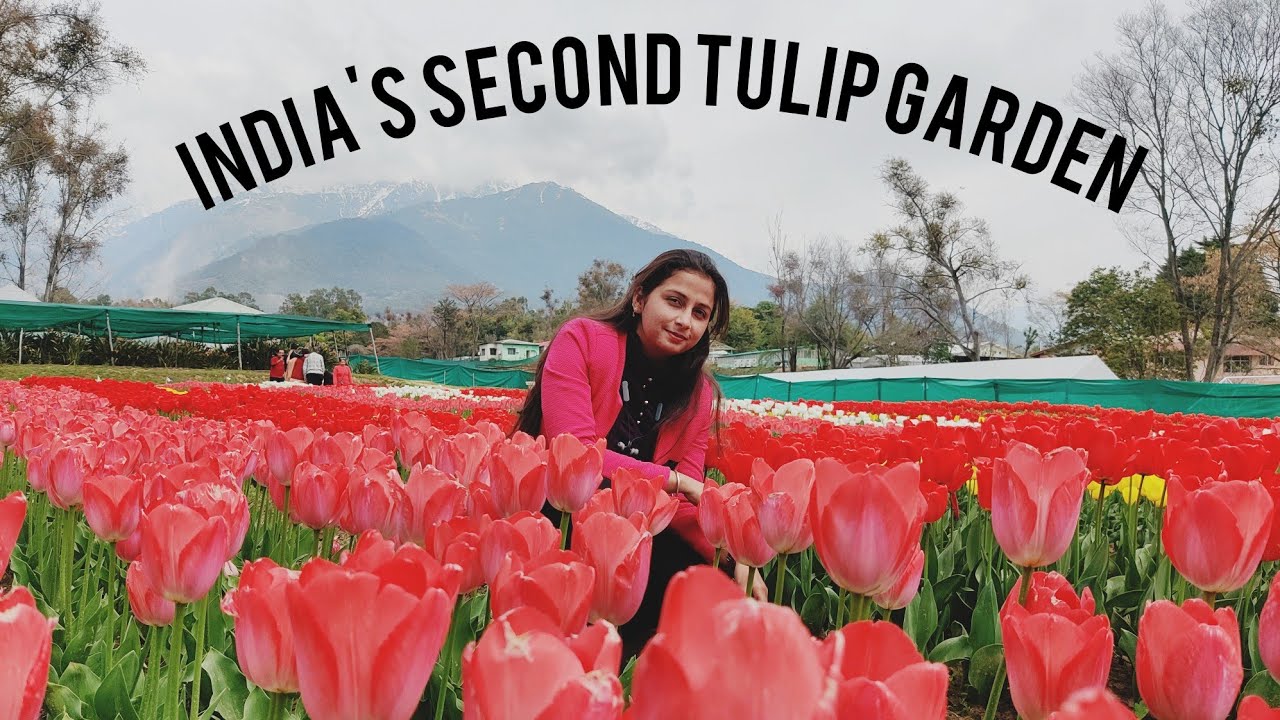 India's second Tulip garden in palampur csir IHBT. YouTube