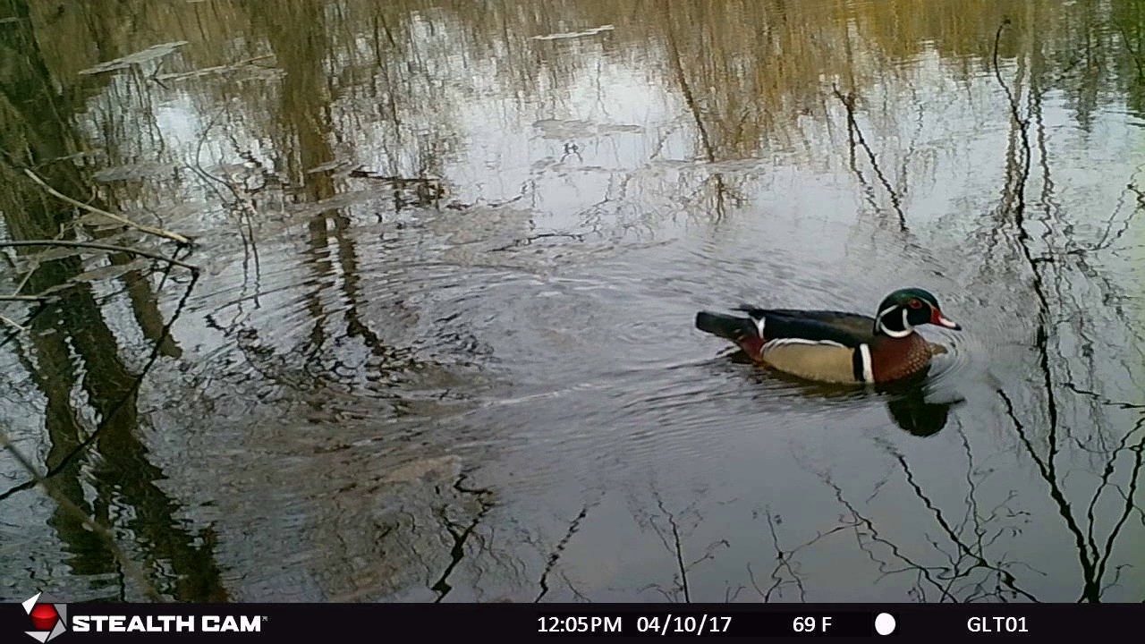 Greenwich Land Trust Wood Duck YouTube