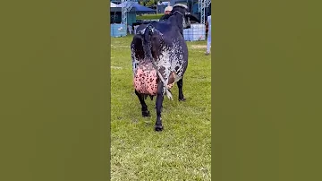 Girolando 
