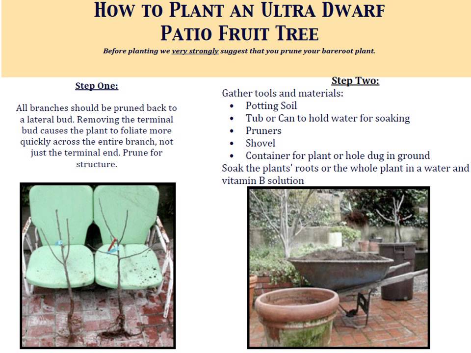 Pacific Groves Ultra Dwarf Patio Fruit Trees.