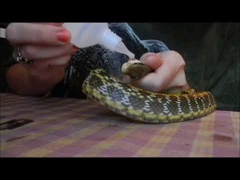 Видео: Внутренние абсцессы у рептилий