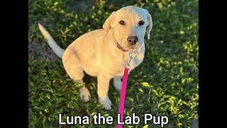 Luna the Siess Ranch Lab Puppy by siessranch1 7 views 4 days ago 47 seconds