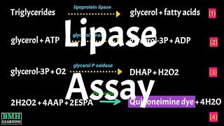 Lipase Assay | Lipase Test | Cayman’s Triglyceride Colorimetric Assay | Lipid Hydrolysis Assay |