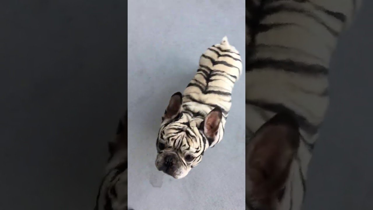 Zebra French Bulldog The Real And Not So Real News About Zebra Frenchies Anything French Bulldog