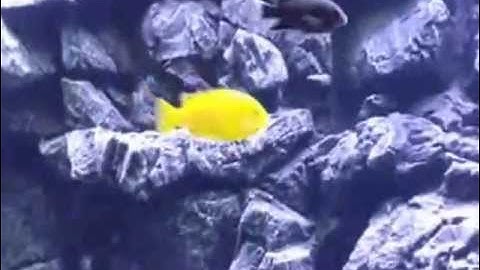 Hồ Cá Phong Nền 3D - Thiên Đường Cá Cảnh