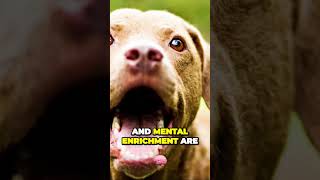 Unleashing Boundless Energy: Meet the Energetic Chesapeake Bay Retrievers #puppytraining #newpuppy