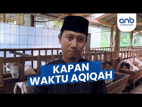 Umur Berapa Bulan Kambing Buat Aqiqah