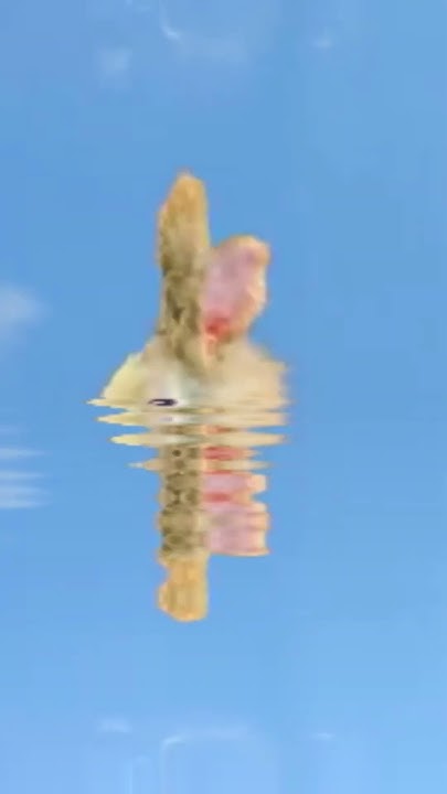 Bunny Bunny Bunny You Re So Funny Bunny bunny bunny, you’re so funny - YouTube