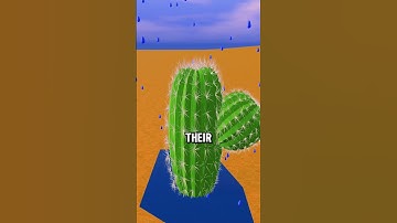 How Cactus Store Water 😱