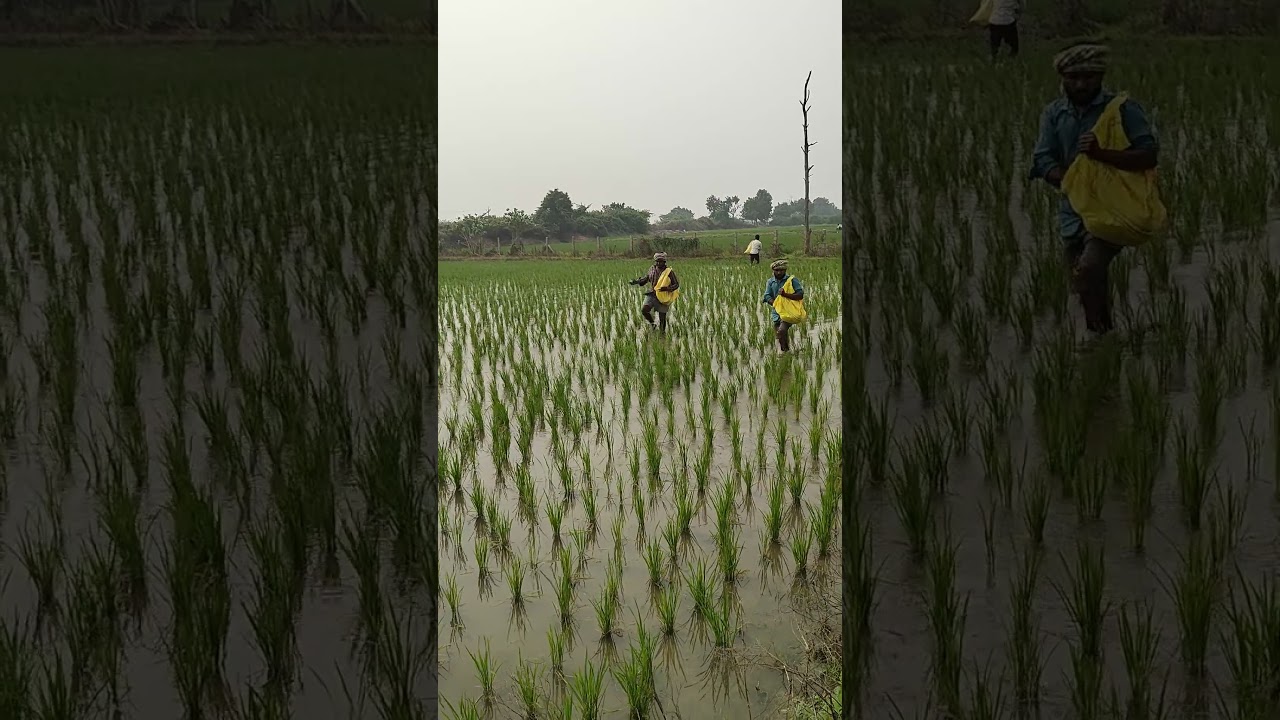 🥰 వ్యవసాయం🥰