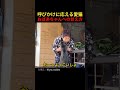 呼びかけに応える愛猫おばあちゃんへの甘え方