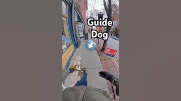 Speaking To Guide Dogs While They Are Working #guidedog #dog #dogs