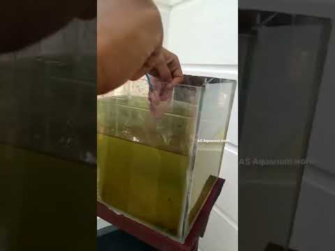 Oscar Fish food