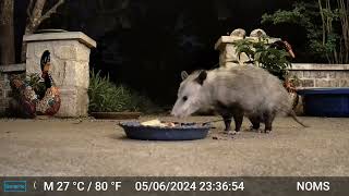 Awesome Possum And Crunchy Peanut Butter.
