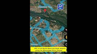 The Mississippi River: America’s Bird Migration Superhighway #usa #facts