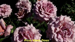 ТОП 7. Розы кофейного, карамельного окраса.