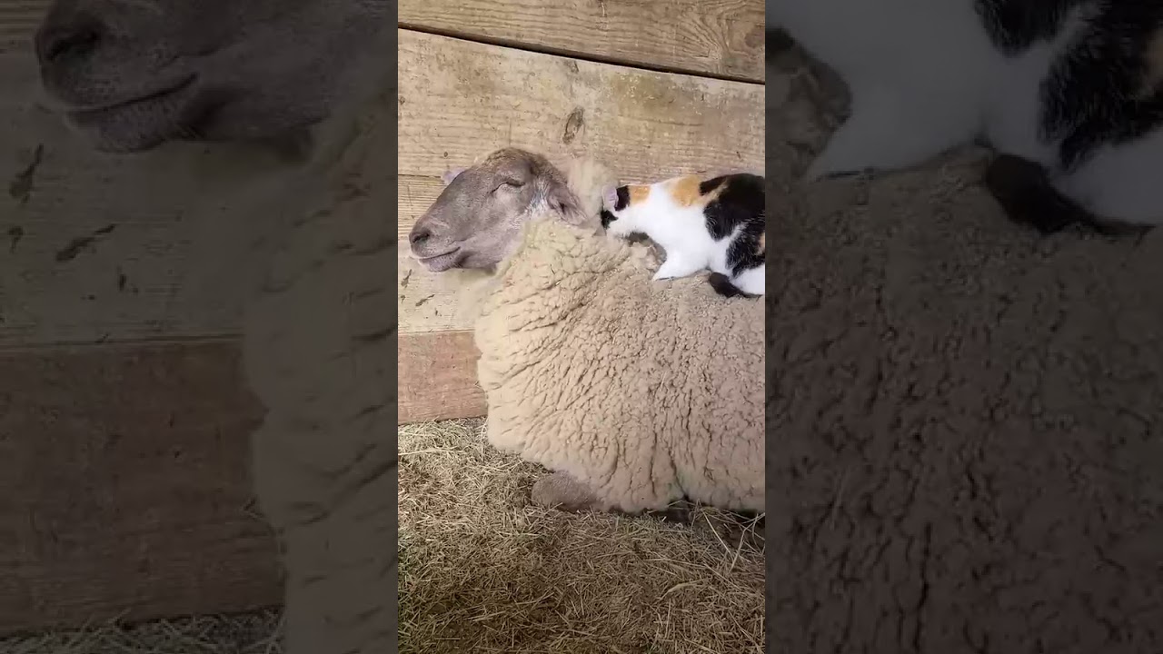 a cat and sheep that are best friends