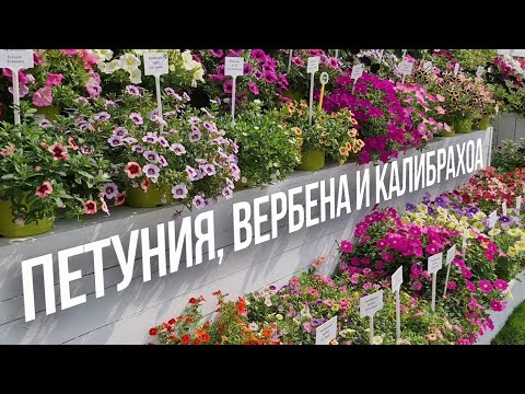 Петуния, вербена, калибрахоа для контейнерного озеленения.