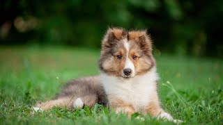 10 Strategies for Keeping a Shetland Sheepdog Stimulated in a Small Space