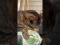 ♥️💕 #fyp #trendingaudio #cat #pets #pet #family #love #life #cats #catshorts