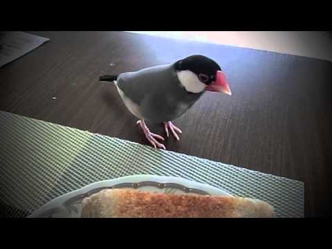 パンを食べようとして叱られた桜文鳥ほーちゃん 文鳥動画