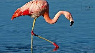 Interesting facts about Chilean Flamingo by weird square