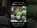 シルバーリーフでお庭をコーディネート! #shorts
