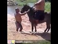 Когда ты тяжелее чем конь))