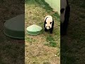 Baby Panda Having Fun😂Baby Panda Playing Around❗ #shorts #cute #panda #playing