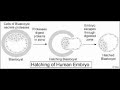Hatching of the Blastocyst / Shedding of the Zona Pellucida