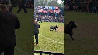 Download Lagu Ngenaheun Duh #domba MP3