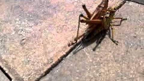 The lazy grasshopper