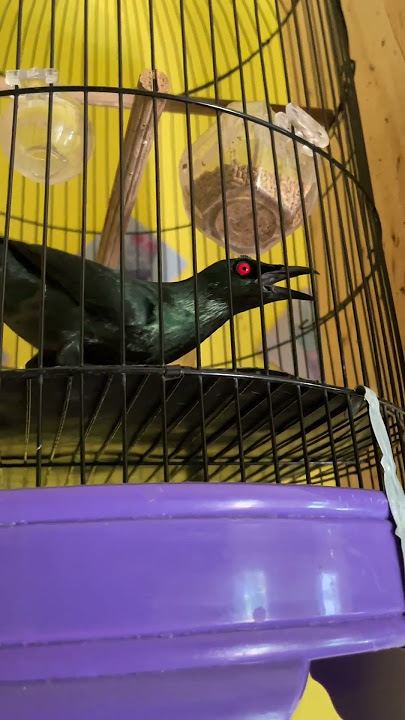 waduh, Burung Cucak Keling Teler Bro #burung #kicaumania #qinarabanyuwangi