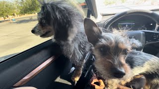 "Explosive Canine Obedience: Dog Reacts to Command - Ready? Let's GO!"