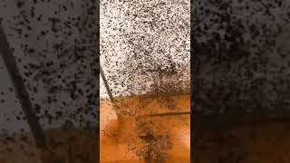 Robert Smith The Cure Puppet. #80s #80smusic